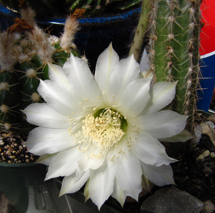 Echinopsis eyriesii flower